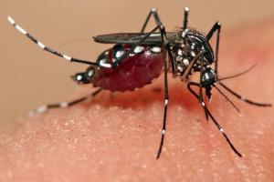बरेली: शहर से ज्यादा ग्रामीण क्षेत्रों में मलेरिया का प्रकोप