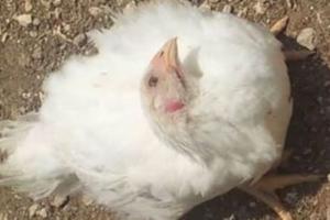 बरेली: मुर्गियों में न्यूकैसल रोग फैलने का खतरा, सीएआरआई ने जारी की एडवाइजरी