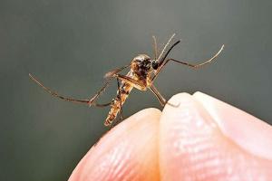 बरेली: डेंगू-मलेरिया और टाइफाइड से ग्रसित मिली महिला, देश में अब तक ऐसे दो केस