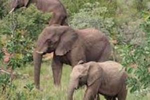 छत्तीसगढ़: जंगल में बुजुर्ग पर हाथियों ने किया हमला, मौके पर मौत 
