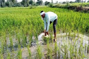 अयोध्या: दस दिनों में हो गई 90 फीसदी बरसात, फसलों का हलक सूखा