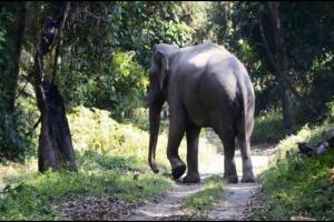 छत्तीसगढ़ः जंगली हाथी के हमले में महिला की मौत