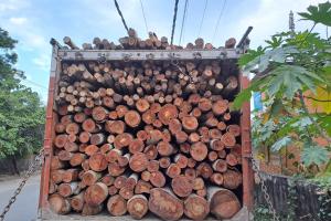 काशीपुर: महिला की चार बीघा जमीन से  यूकेलिप्टस के पेड़ काट ले गए चोर