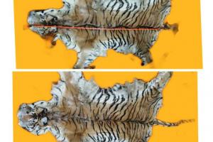 रुद्रपुर: टाइगर की खाल-हड्डी के साथ तीन वन्यजीव तस्कर गिरफ्तार