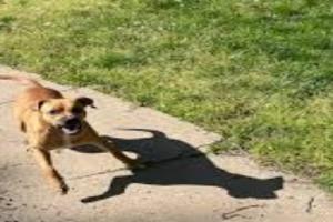 UP Dog attack : नोएडा में 6 साल के बच्चे पर कुत्ते ने किया हमला, पैर में हुआ गहरा घाव 