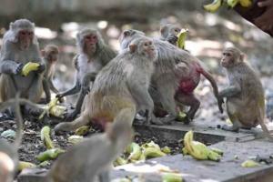 देहरादून:  कई दिनों तक दिया जा रहा था बंदरों को जहर, पुलिस आरोपियों के नजदीक
