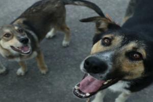 UP Dog Attack : नोएडा में दम्पति पर महिला ने छोड़े पालतू कुत्ते, शिकायत दर्ज 