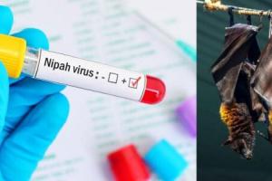 निपाह वायरस: राष्ट्रीय विषाणु विज्ञान संस्थान ने भेजी अपनी सचल प्रयोगशाला कोझिकोड 
