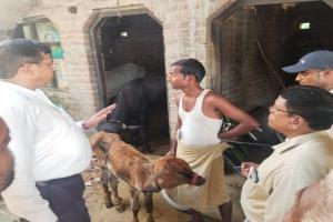 अमृत विचार इम्पैक्ट : बहराइच के पकरा देवरिया गांव में पहुंची पशु चिकित्सक टीम  