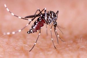 मुरादाबाद: नौ और लोगों को लगा डेंगू का डंक, मरीजों की संख्या हुई 115