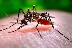 Pakistan में डेंगू का कहर, पंजाब प्रांत में 24 घंटों में मिले 159 नए मामले