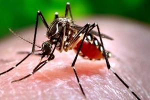 बांग्लादेश में बड़ा डेंगू का खतरा, सामने आए 3,015 नए मामले... मृतकों की संख्या बढ़कर 800 के पार 