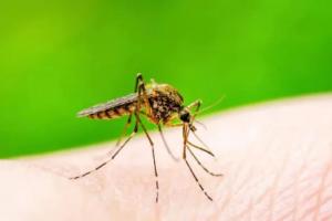 रुद्रपुर: डेंगू रोग के लिए पैथोलॉजी में जांच की दर निर्धारित