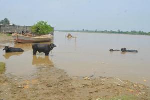 मुरादाबाद: रामगंगा नदी का जलस्तर कम हुआ, दुश्वारियां बरकरार... किसान बोले- धान और सब्जी की फसलें हो गईं बाढ़ से बर्बाद