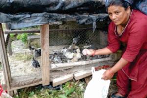 उत्तराखंड: मुर्गी पालन से महिलाएं हुईं सशक्त, 2500 क्रॉयलर चूजों का किया वितरण 