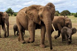 छत्तीसगढ़: खेत पर की गयी तार फेंसिंग की चपेट में आने से हाथी की मौत 