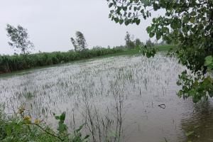 जसपुर: क्षेत्र में हुई भारी वर्षा से किसानों की धान की फसल का काफी नुकसान हो गया 