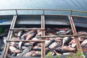 नैनीताल:  नैनी झील से करीब 20 क्विंटल कॉमन कार्प और बिग हेड मछलियां बाहर निकालीं 