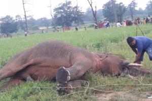 छत्तीसगढ़: रायगढ़ में खेत में मिला मृत हाथी, करंट लगने से मौत की आशंका