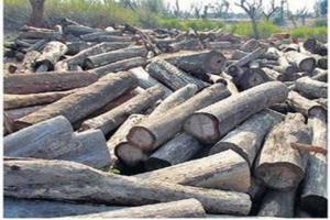 गरमपानी: कोसी व शिप्रा नदी के संगम पर स्थापित किया जाए लकड़ी टाल