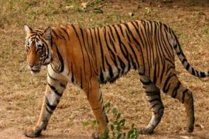 लखीमपुर-खीरी: फुलकारी पैलेस के पास दिखा बाघ, ग्रामीणों में दहशत 