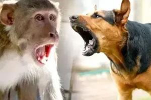 बरेली: कुत्ते और बंदरों का हमला तेज, 30 फीसदी बढ़े मरीज