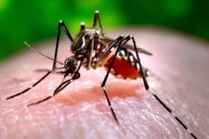 बांग्लादेश में डेंगू से 21 और लोगों की मौत, अब तक 618 लोगों की गई जान 