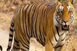 लखीमपुर-खीरी: रात भर घर के आंगन में टहलता रहा बाघ, घर वालों की अटकी रहीं सांसें