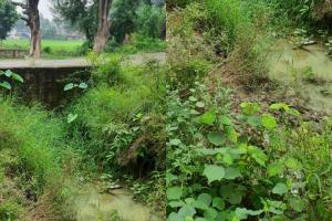 अयोध्या: सफाई न होने से माइनर में उगी झाड़ियां, टेल तक नहीं पहुंच रहा पानी, किसान परेशान