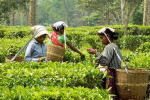 भीमताल: इस वर्ष चाय बागान को 40 लाख की आमदनी होने की उम्मीद