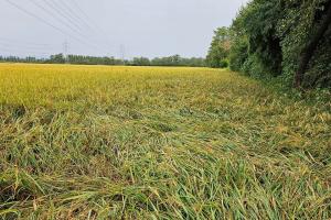 रुद्रपुर: तराई में बारिश ने बढ़ाई किसानों की टेंशन, 15 मिलीमीटर तक बारिश हुई तो किसानों को होगा नुकसान