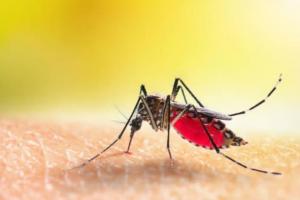 बरेली: डेंगू-मलेरिया के लिए जितने जिम्मेदार मच्छर, उतने अफसर...जानिए मामला
