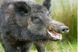 गरमपानी: जंगली सूअर के हमले में दो ग्रामीण घायल