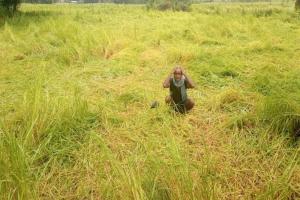 रायबरेली: बेमौसम बारिश और ओलावृष्टि से फसल पर आई आफत 
