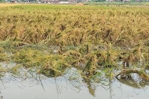 बहराइच: बारिश ने किसानों के अरमानों पर फेरा पानी, भीग गई फसल