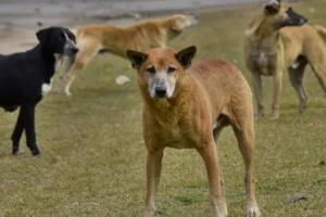 रामपुर : आदमखोर हुए आवारा कुत्ते, महिलाओं समेत 8 को किया जख्मी