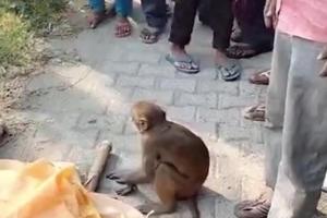 अमरोहा : बुजुर्ग की मौत पर बंदर का मातम करते वीडियो वायरल
