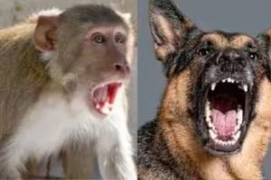 बरेली: कुत्ता...बिल्ली...बंदरों का आतंक बरकरार, जनवरी से सितंबर तक 79,047 को लगी ARV 