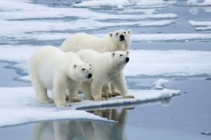 Global warming: समुद्री बर्फ पिघलने से ‘Polar bear’ का जीवन हुआ मुश्किल, आबादी में हुई गिरावट 