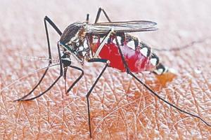 मुरादाबाद: मासूमों को डेंगू का डंक, 1 से 9 साल के चार बच्चों सहित 14 संक्रमित