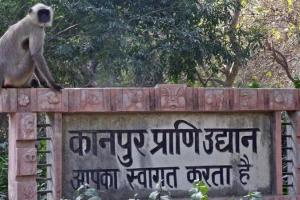 Kanpur Zoo: मादा गैंडा मानू् ने तीसरे बच्चे को दिया जन्म… आठ साल बाद हुई थी गर्भवती, पैदा होते ही मां की गोद में खेलने लगा
