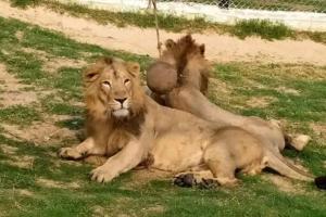 Etawah News: शेरनी ने जन्म देने के बाद शावक को नहीं अपनाया, अब पालन-पोषण में जुटा सफारी प्रशासन
