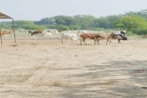 प्रतापगढ़: गोशाला में पशु तस्करों का धावा, उठा ले गए 32 गोवंश