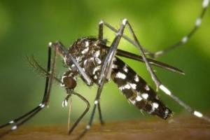 बरेली: शहर में कमजोर, ग्रामीण क्षेत्र में मच्छरों का डंक तेज