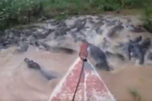  VIRAL VIDEO: मगरमच्छों से भरे तालाब में नाव लेकर घुसा शख्स, भयानक नजारा किया रिकॉर्ड, आगे का मंजर खड़े कर देगा रोंगटे 