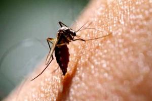 बरेली: जिले में बेकाबू हुआ डेंगू और मलेरिया, बुखार से तप रहे 3460 मरीज
