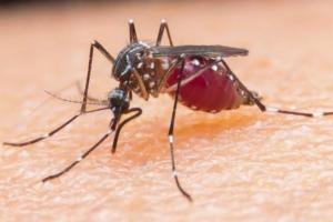बरेली: कैसे न फैले मलेरिया...3980 घरों में मिला मच्छरों का लार्वा