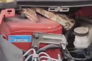 VIRAL VIDEO: कार के इंजन के अंदर छिपा बैठा था 6 फुट लंबा अजगर, रेस्क्यू ऑपरेशन का वीडियो देख थम जाएंगी सांसें 