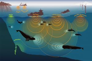समुद्र के बढ़ते तापमान के कारण समुद्री प्रजातियां ध्रुवों की ओर बढ़ रही हैं : अध्ययन