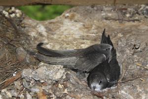 नैनीताल: पटाखों के शोर से पक्षियों की प्रजातियां हुईं लापता 